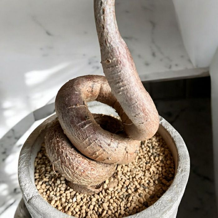 観葉植物現品販売