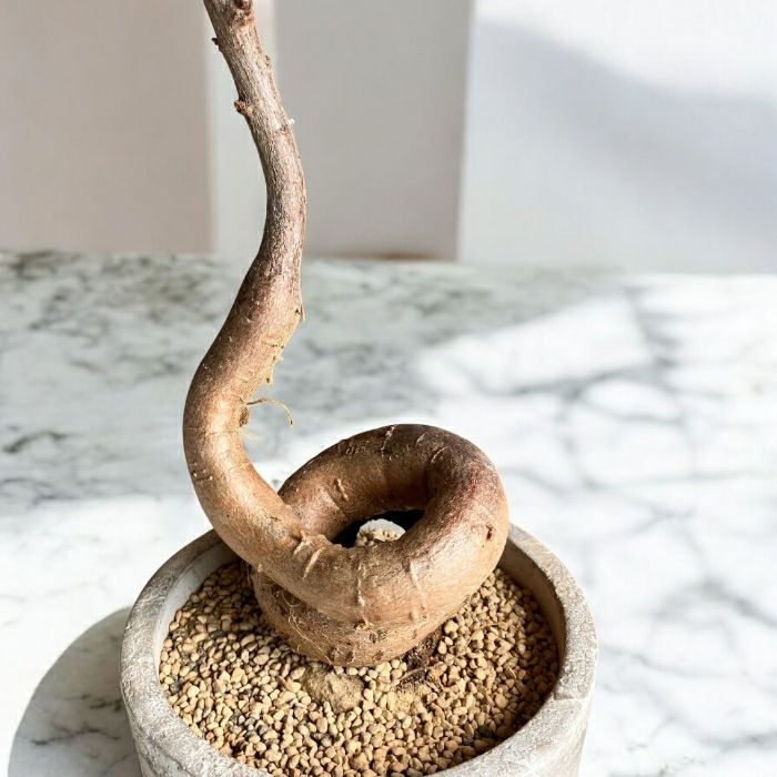 観葉植物現品販売