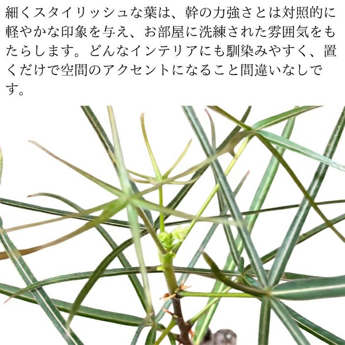 観葉植物現品販売