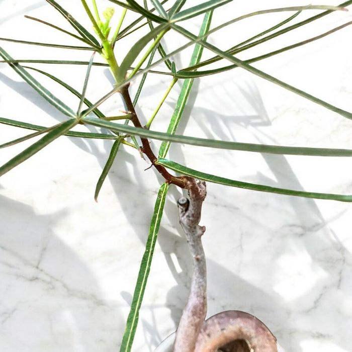 観葉植物現品販売