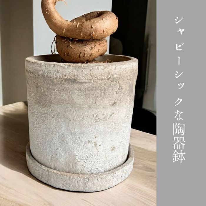 観葉植物現品販売