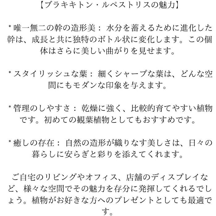 観葉植物現品販売