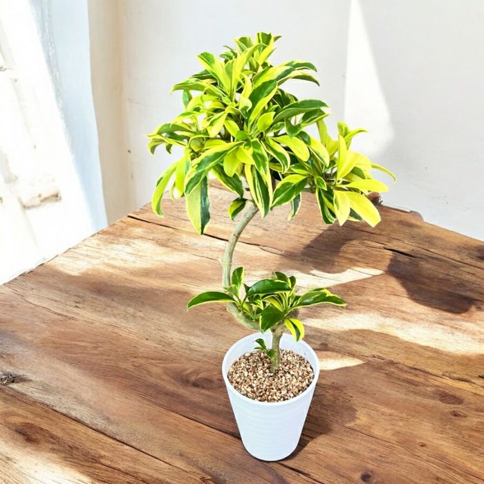 観葉植物現品販売