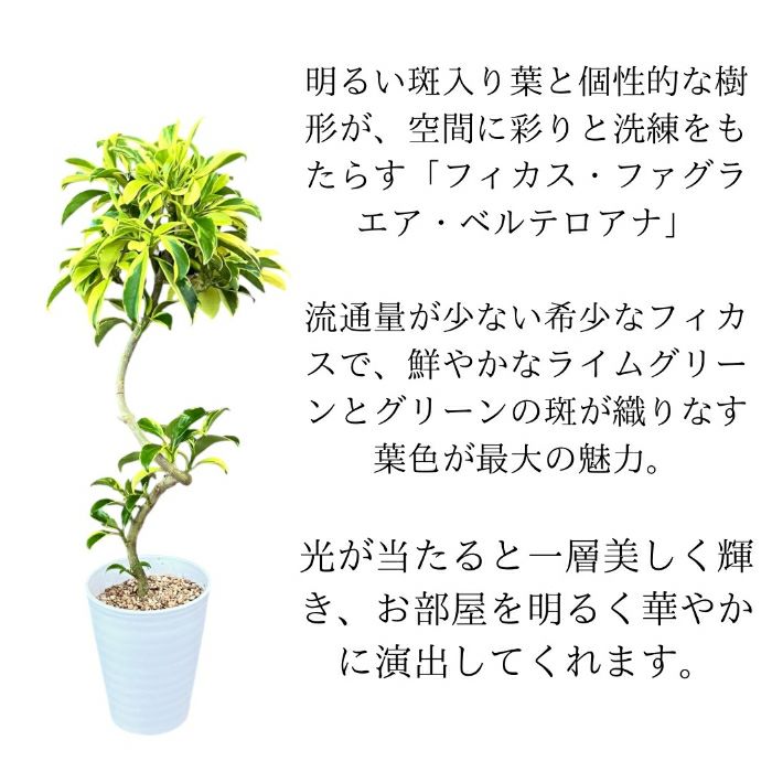 観葉植物現品販売