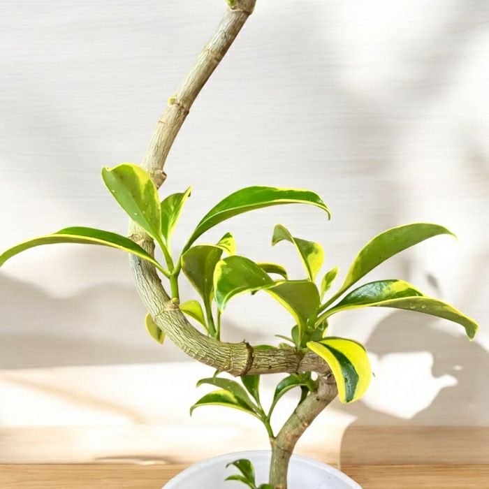 観葉植物現品販売