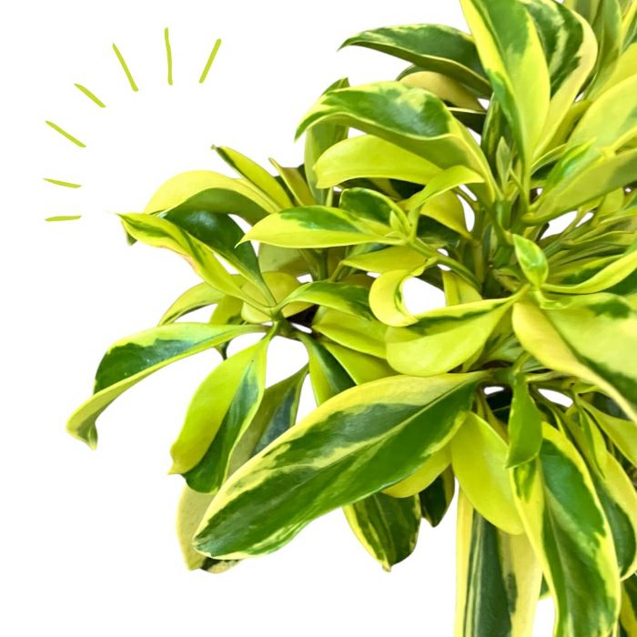 観葉植物現品販売