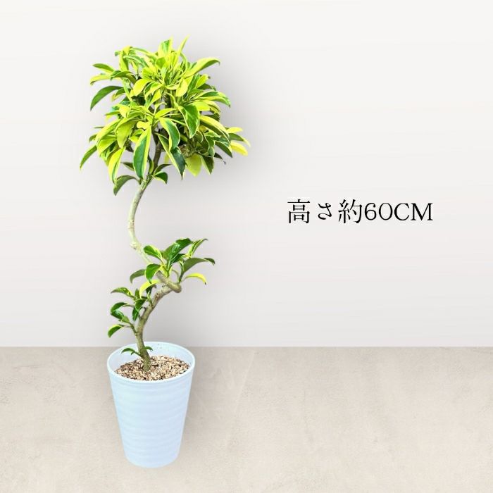 観葉植物現品販売