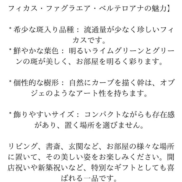 観葉植物現品販売