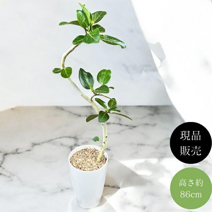 観葉植物現品販売