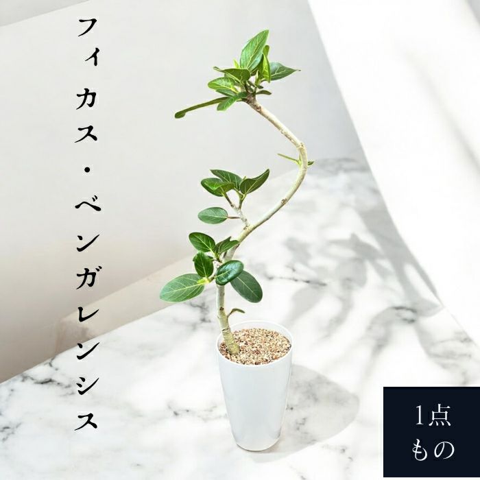 観葉植物現品販売