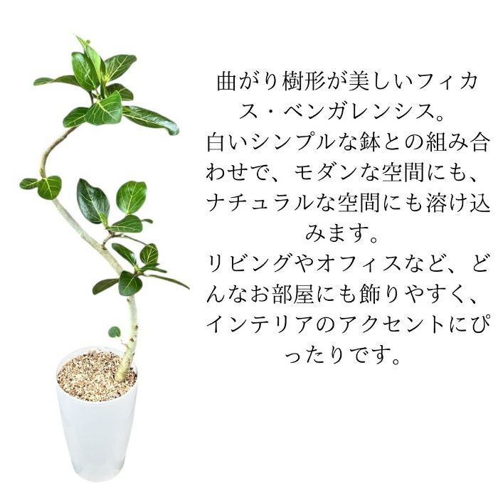 観葉植物現品販売