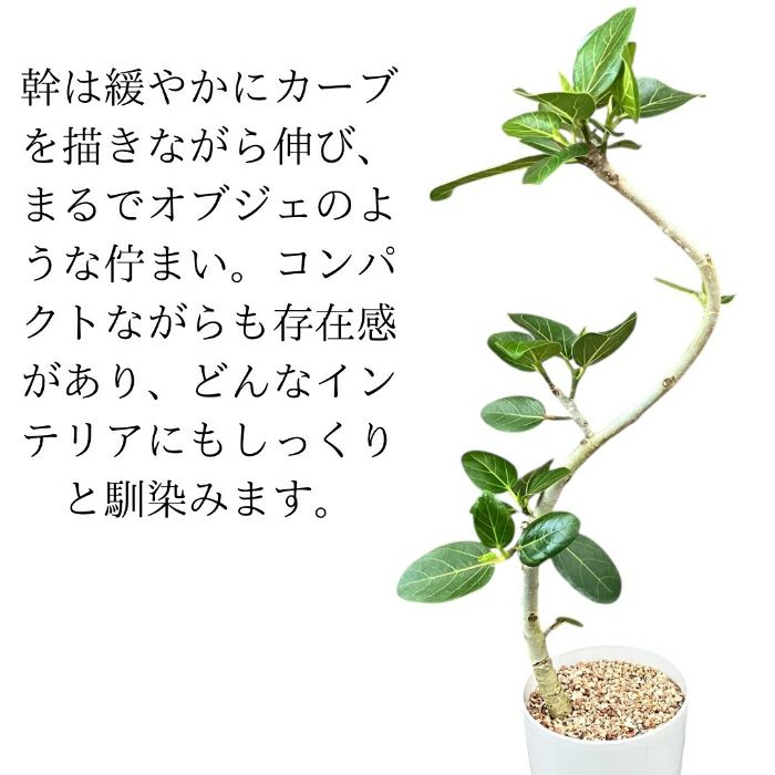 観葉植物現品販売