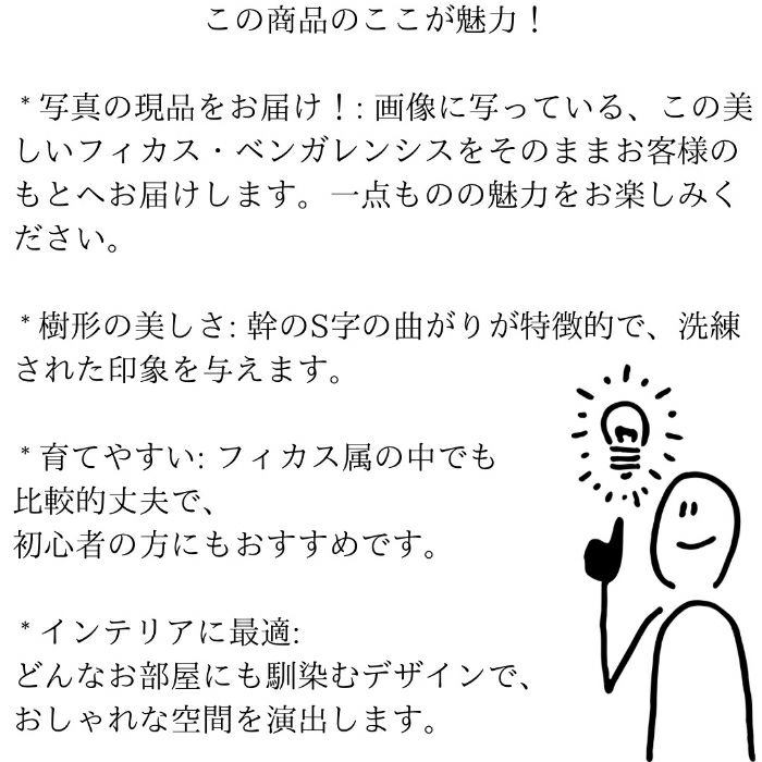 観葉植物現品販売