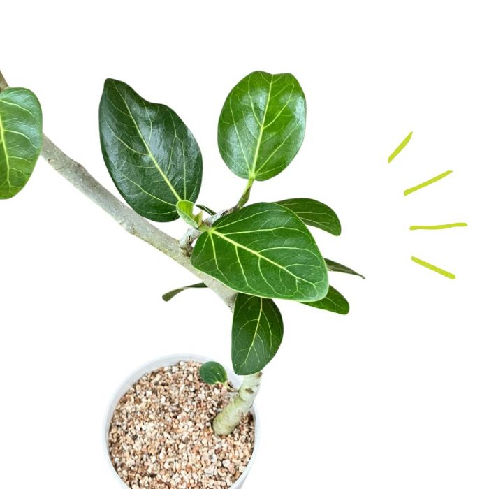 観葉植物現品販売