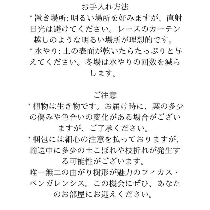 観葉植物現品販売