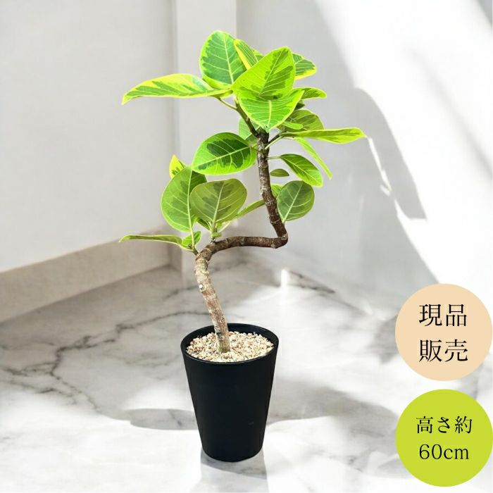 観葉植物現品販売