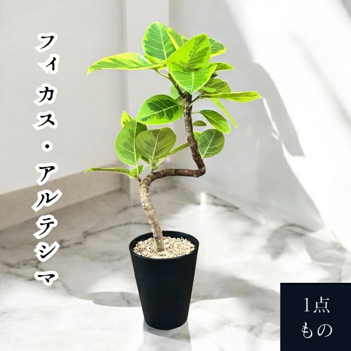 観葉植物現品販売