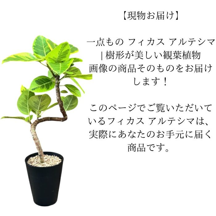 観葉植物現品販売