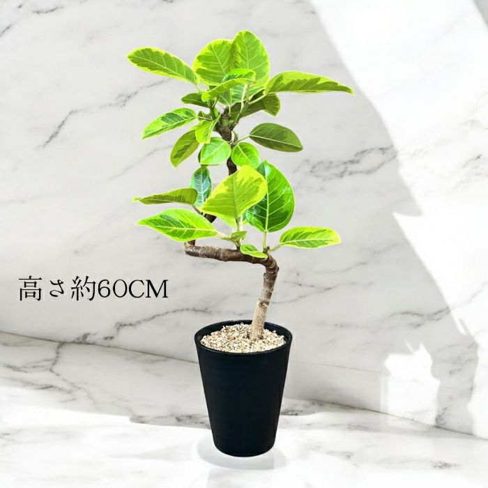 観葉植物現品販売