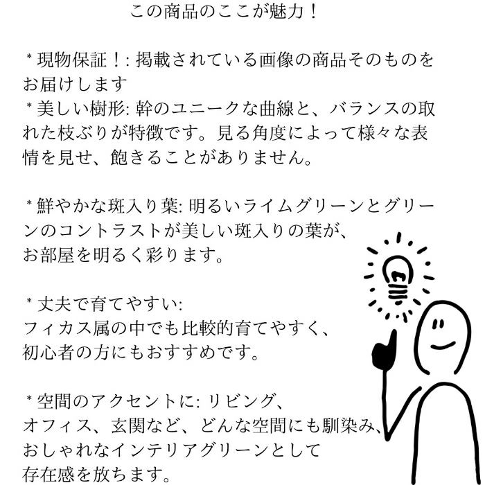 観葉植物現品販売