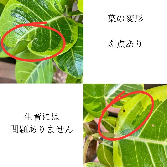 観葉植物現品販売