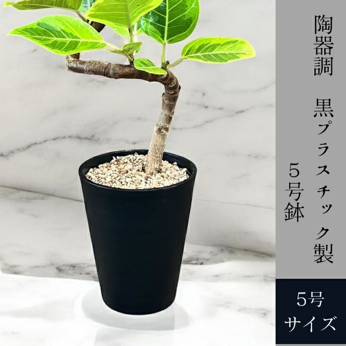 観葉植物現品販売