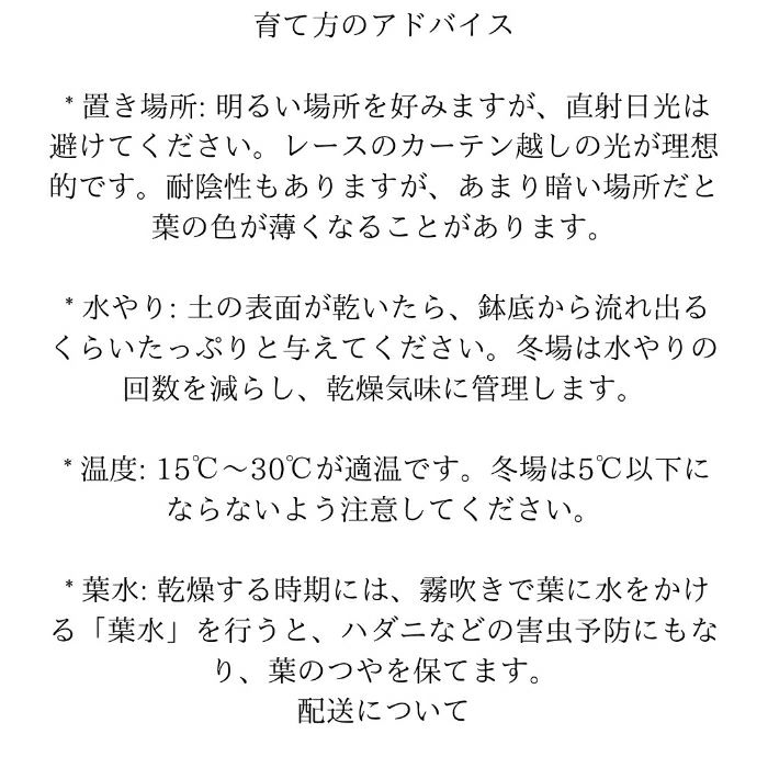 観葉植物現品販売