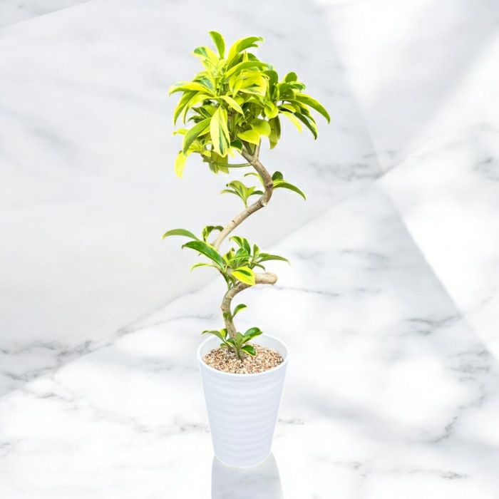 観葉植物現品販売