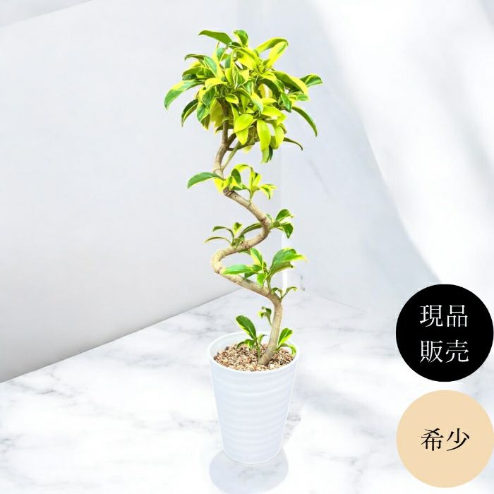 観葉植物現品販売