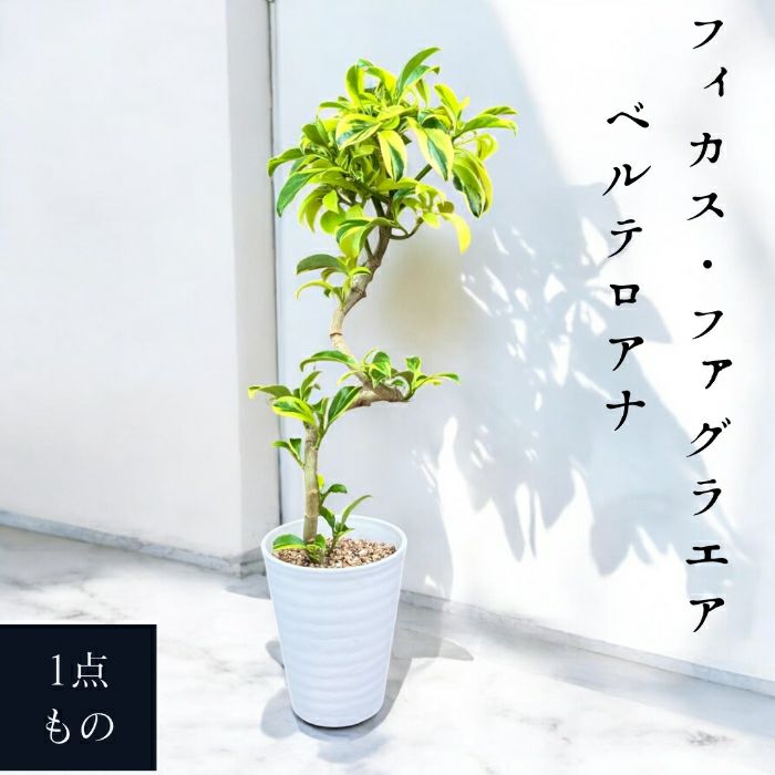 観葉植物現品販売