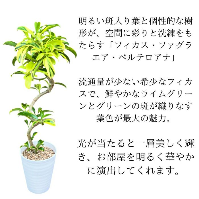 観葉植物現品販売