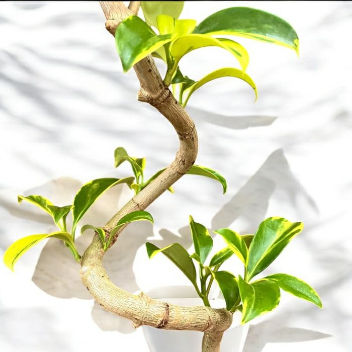 観葉植物現品販売