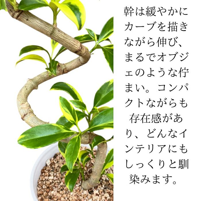 観葉植物現品販売