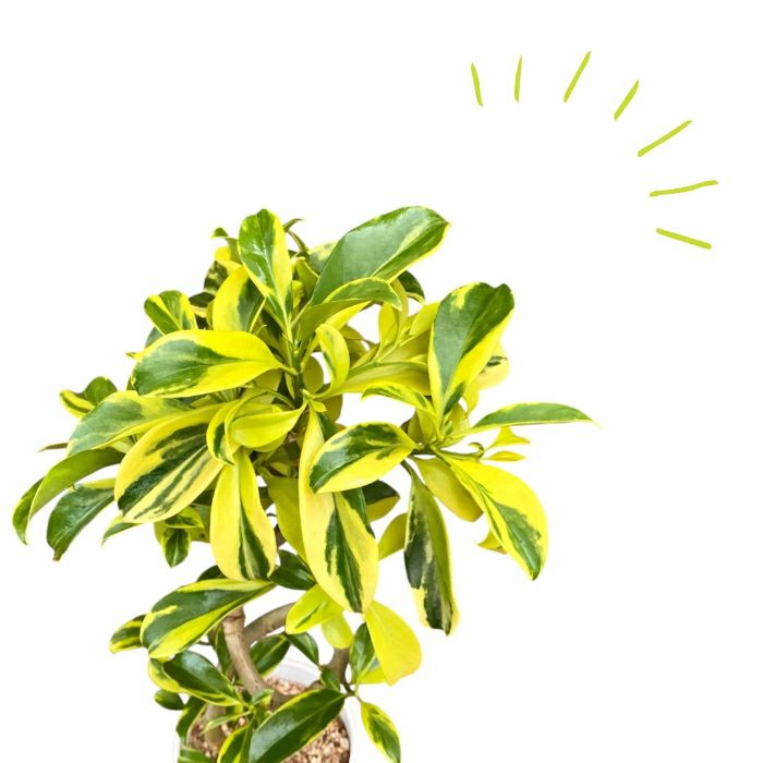 観葉植物現品販売