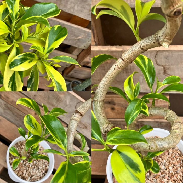 観葉植物現品販売