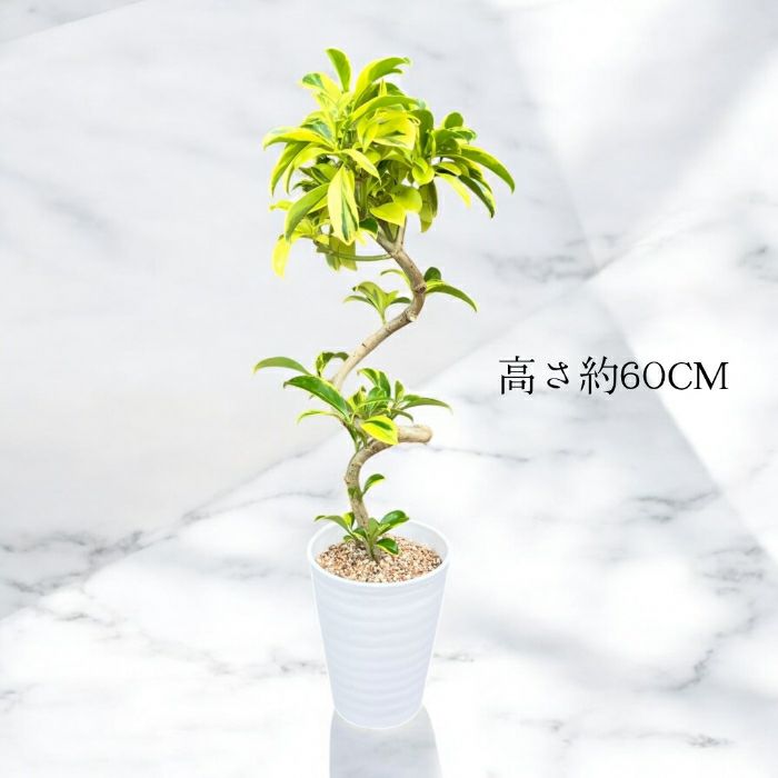 観葉植物現品販売