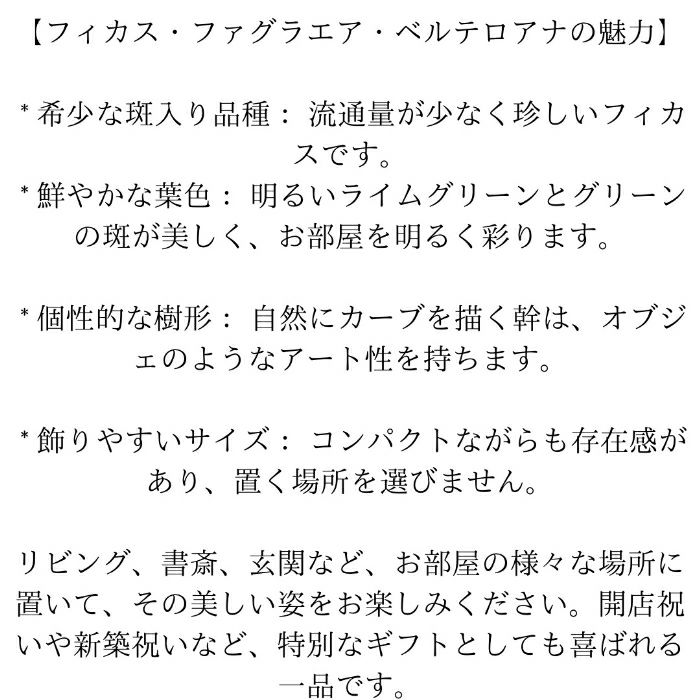 観葉植物現品販売