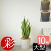 サンスベリア・ローレンティー 10号鉢 ポリストーン鉢カバー付き 陶器調 観葉植物 本物