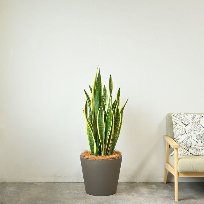 サンスベリア・ローレンティー 10号鉢 ポリストーン鉢カバー付き 陶器調 観葉植物 本物
