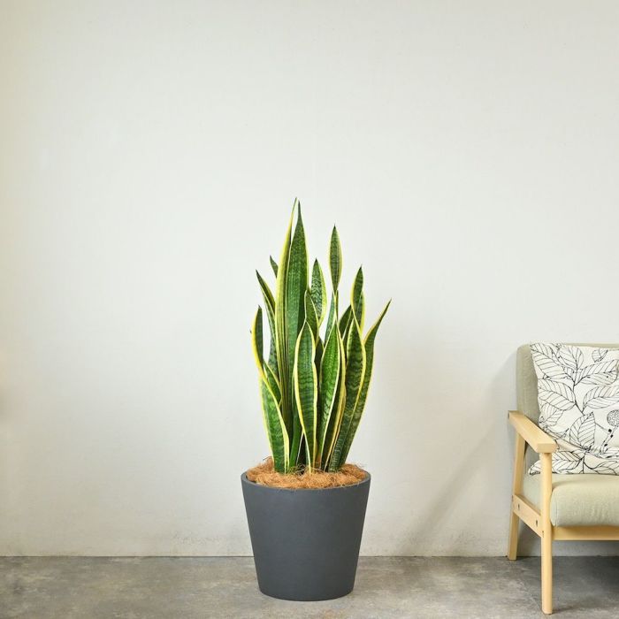サンスベリア・ローレンティー 10号鉢 ポリストーン鉢カバー付き 陶器調 観葉植物 本物