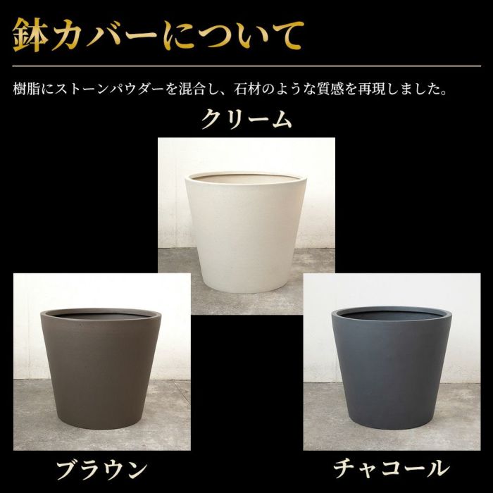 サンスベリア・ローレンティー 10号鉢 ポリストーン鉢カバー付き 陶器調 観葉植物 本物