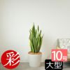 サンスベリア・ローレンティー 10号鉢 ポリストーン鉢カバー付き 陶器調 観葉植物 本物