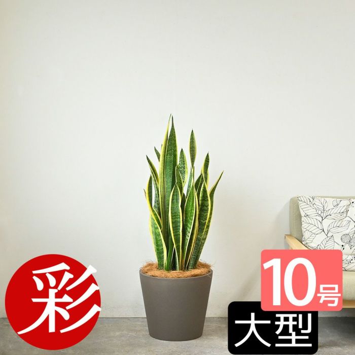 サンスベリア・ローレンティー 10号鉢 ポリストーン鉢カバー付き 陶器調 観葉植物 本物