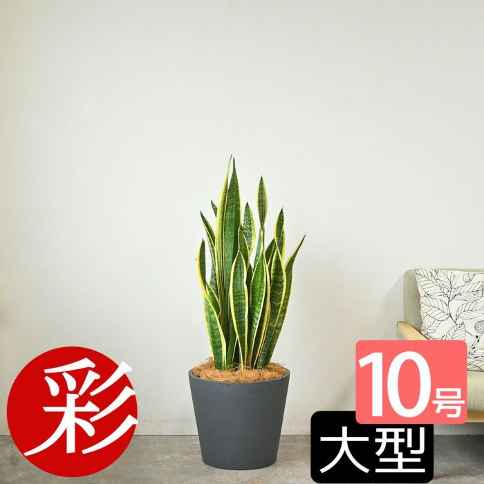 サンスベリア・ローレンティー 10号鉢 ポリストーン鉢カバー付き 陶器調 観葉植物 本物