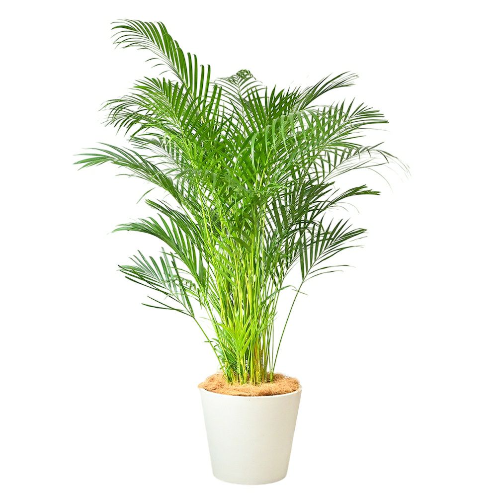  アレカヤシ 10号鉢 ポリストーン鉢カバー付き 陶器調 観葉植物 本物