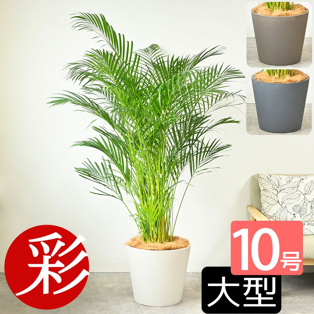  アレカヤシ 10号鉢 ポリストーン鉢カバー付き 陶器調 観葉植物 本物