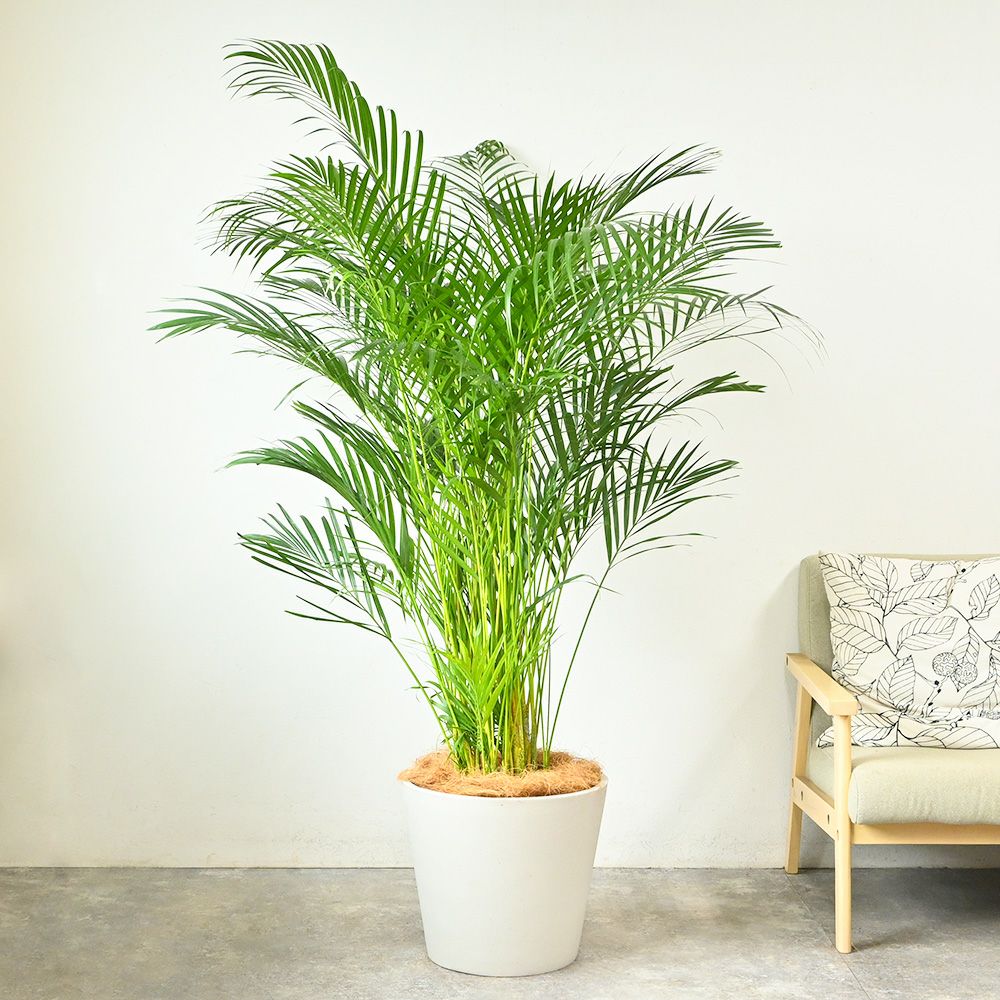  アレカヤシ 10号鉢 ポリストーン鉢カバー付き 陶器調 観葉植物 本物