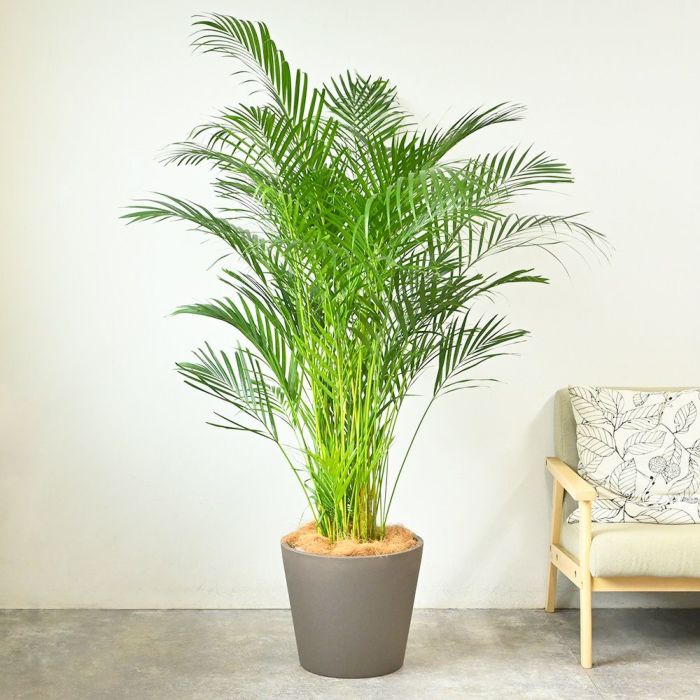  アレカヤシ 10号鉢 ポリストーン鉢カバー付き 陶器調 観葉植物 本物