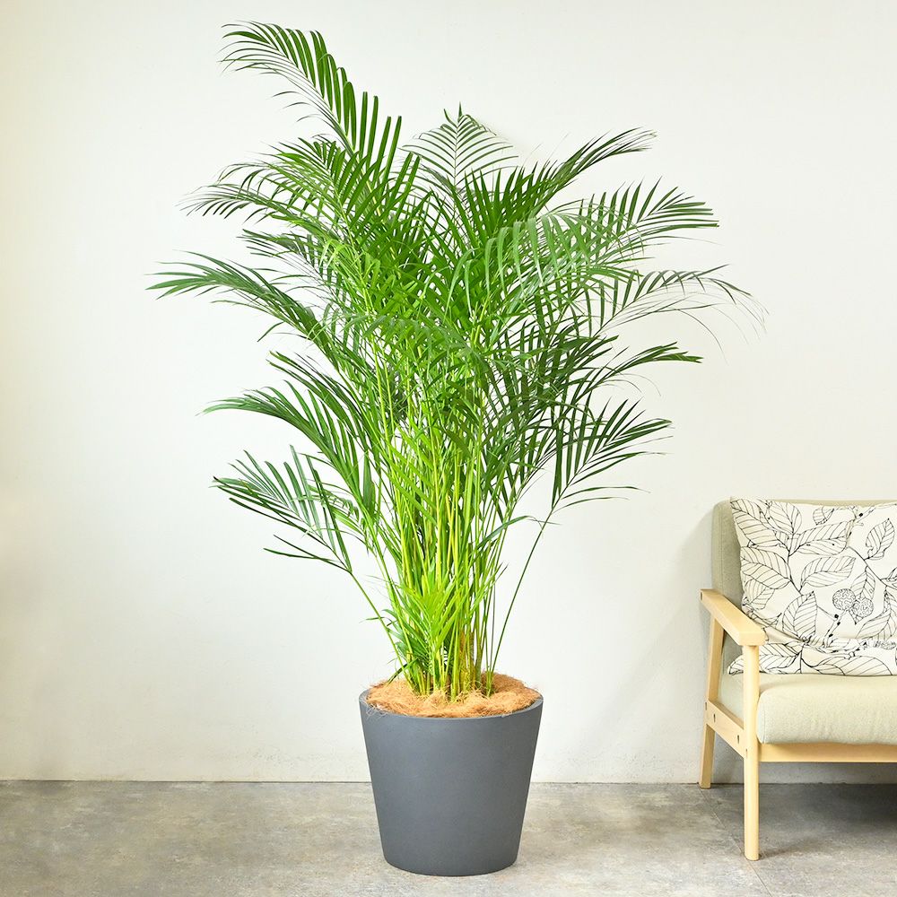  アレカヤシ 10号鉢 ポリストーン鉢カバー付き 陶器調 観葉植物 本物