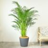  アレカヤシ 10号鉢 ポリストーン鉢カバー付き 陶器調 観葉植物 本物